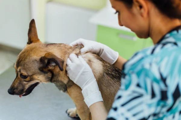 Imagem ilustrativa de Dermatologia veterinária em São Paulo