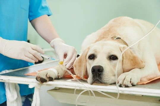 Imagem ilustrativa de Ecocardiograma para cães em São Paulo