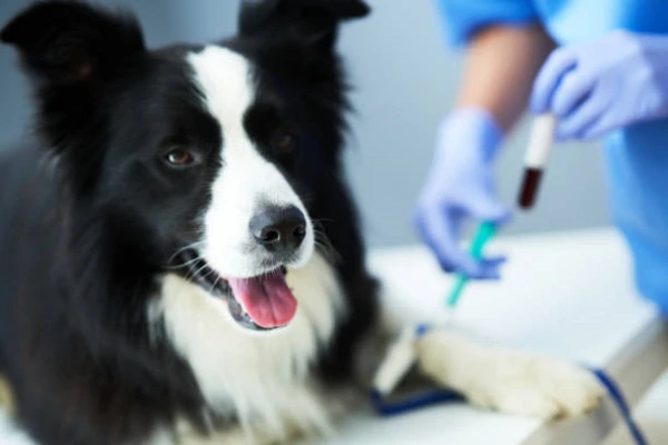 Imagem ilustrativa de Exame de sangue para cachorro em São Paulo