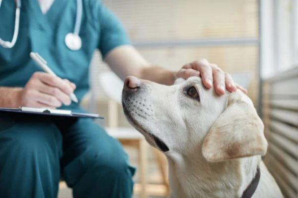 Imagem ilustrativa de Exame de urina veterinario na Zona Norte