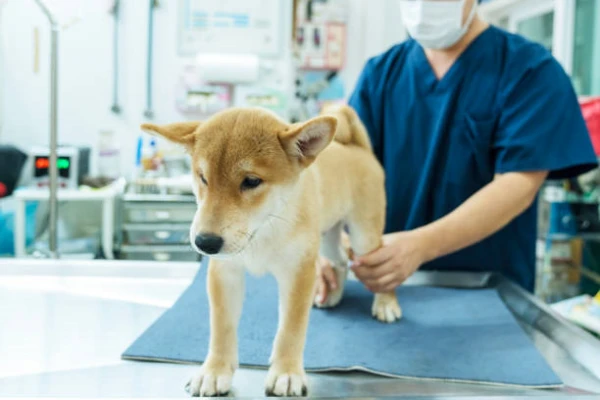 Imagem ilustrativa de Fisioterapia em cachorro na Zona Norte