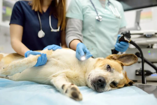 Imagem ilustrativa de Fisioterapia para cão na Zona Norte