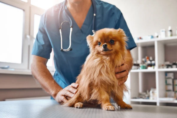 Imagem ilustrativa de Laboratório veterinário perto de mim em São Paulo