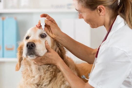 Imagem ilustrativa de Oftalmologia veterinária na Zona Norte