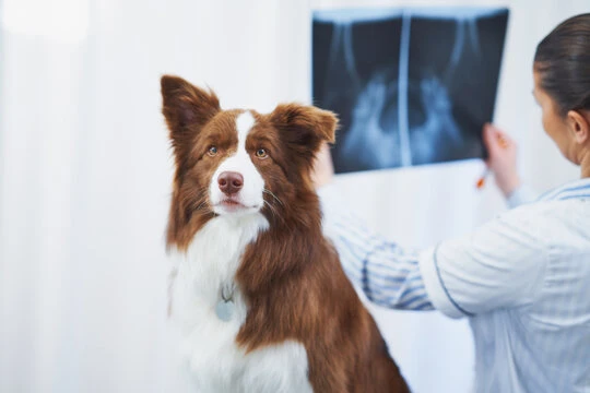 Imagem ilustrativa de Raio x veterinario em São Paulo