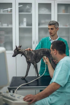 Imagem ilustrativa de Ultrassom veterinário preço