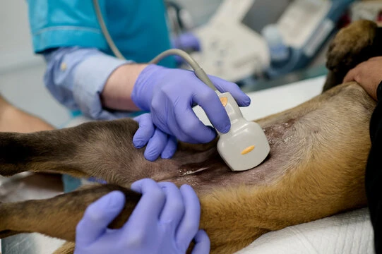 Imagem ilustrativa de Ultrassonografia veterinária em São Paulo